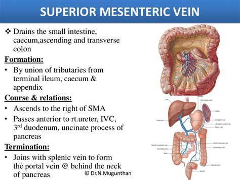 Mesentery Jejunum Ileum And Superior Mesenteric Artery Pdf Lecture N