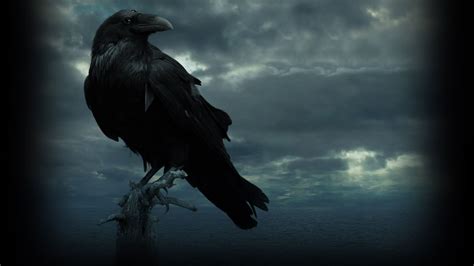 Raven Wallpapers Top Free Raven Backgrounds Wallpaperaccess