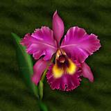 Orchid Flower Names Photos