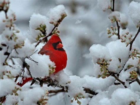 Cardinal Bird Sitting On A Branch Covered In Snow Beautiful Birds