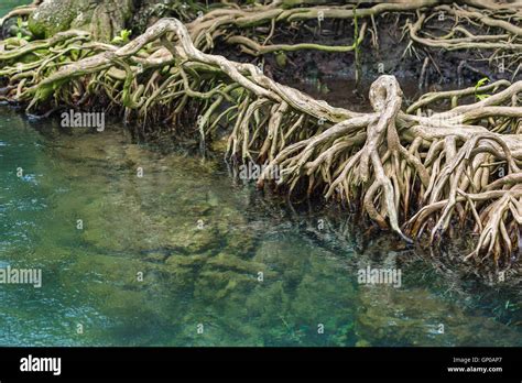 The Roots Of The Mangrove Trees Close Up Stock Photo Alamy