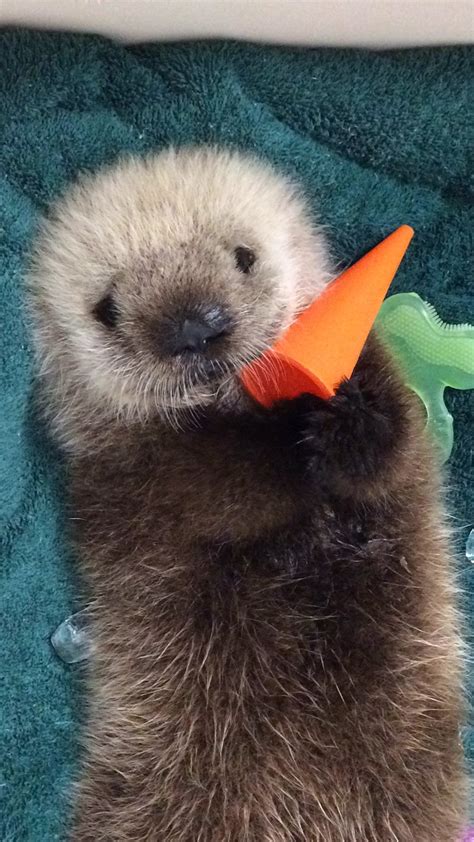 Adorable Baby Sea Otter To Call Vancouver Aquarium Home Photos