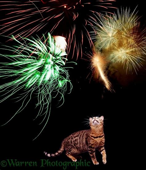 Cat Watching Fireworks Photo Wp04674