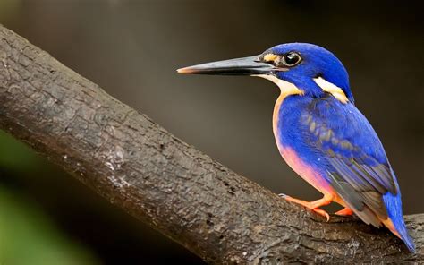Wallpaper Kingfisher Blue Feather 2560x1600 Hd Picture Image