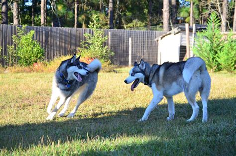 A Tale Of Two Huskies Huskies At Play