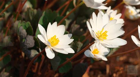 Bloodroot Information And Bloodroots Historic Native American Uses