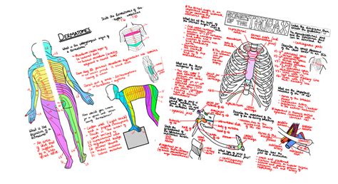 A Realistic Guide To Learning Anatomy In The Dissection Labs A