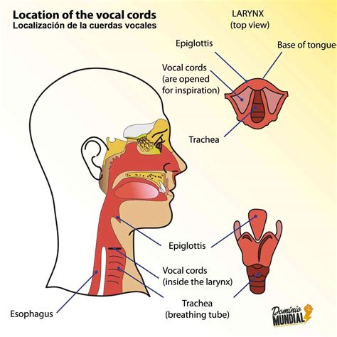 Lesiones De Las Cuerdas Vocales