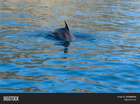 Dolphins Black Sea Off Image And Photo Free Trial Bigstock