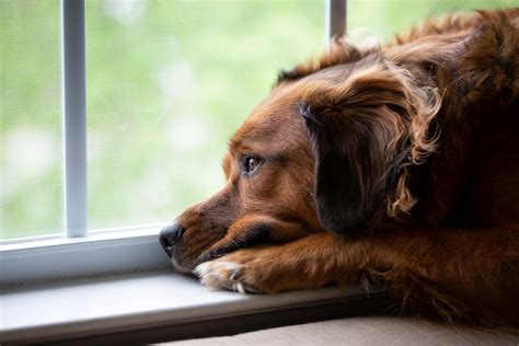 Können Hunde weinen? | zooplus Magazin