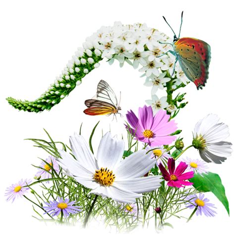 Png Wildflowers Transparent Wildflowerspng Images Pluspng