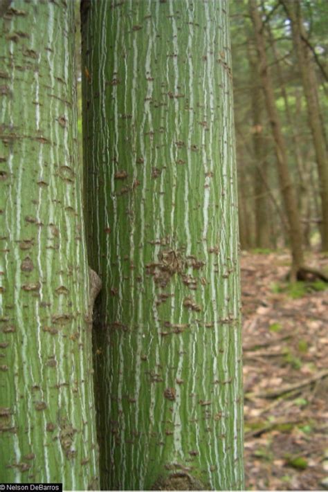 Omekactl Uvm Tree Profiles Striped Maple Identification