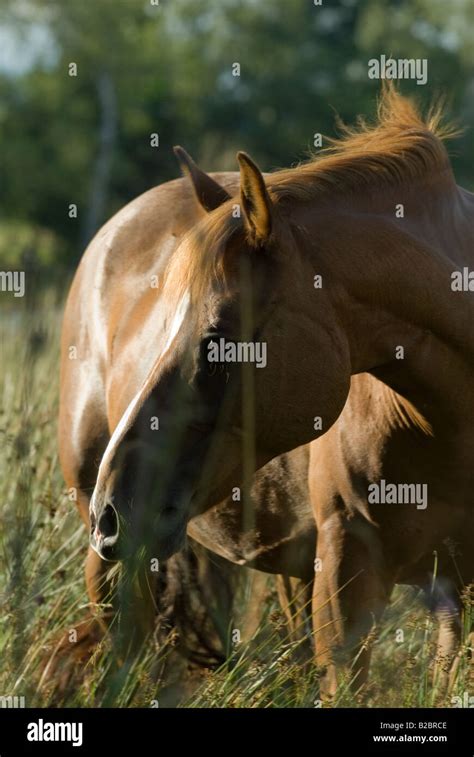 Brown Horse In Backlight Stock Photo Alamy