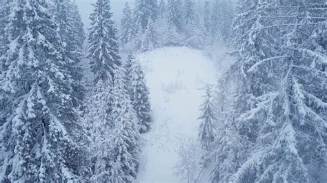 Flight Over Snowstorm In A Snowy Mountain Coniferous Forest