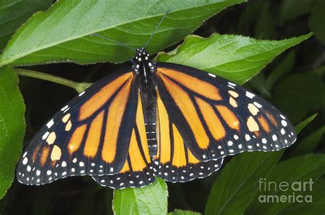 Female Monarch Butterfly Photograph By Scott Camazine Fine Art America