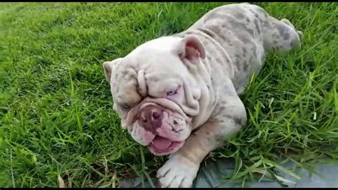 Akc limited registration means spay/neuter contract and is a companion pet only; Lilac Tri Merle English Bulldog * Scarface * STUD Services ...
