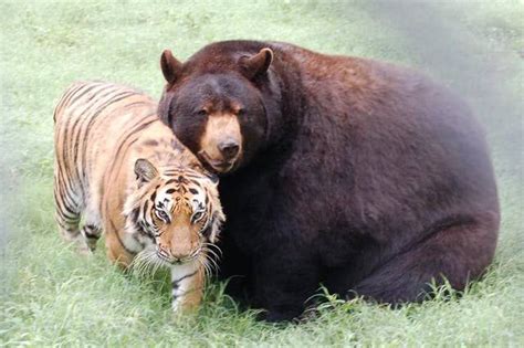 A Large Brown Bear Sitting Next To A Tiger On Top Of A Lush Green Field