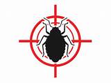 Bed Bug Treatment Los Angeles Images