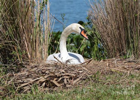Mute Swan Nest Photograph By Carol Groenen