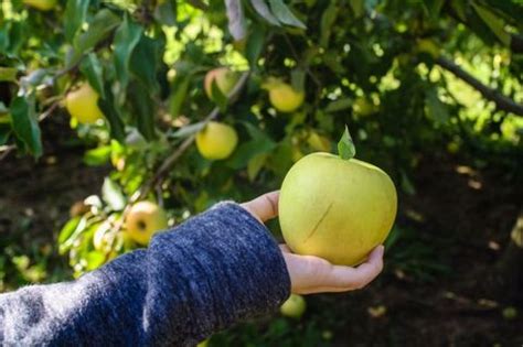 Apple authorised service center bangalore, icare: Best Apple Picking Places Near Me - Apple Orchard Events ...
