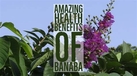 15 Potential Health Benefits Of Banaba Leaf