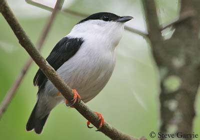 What birds are black with a white tail? White-bearded Manakin