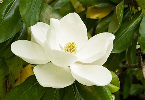 Magnolia Vs Gardenia The Real Differences Between The Two