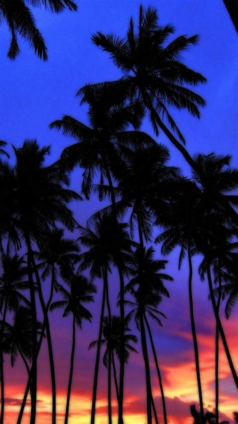 Palm Tree Sunset Wallpapers On Wallpaperdog