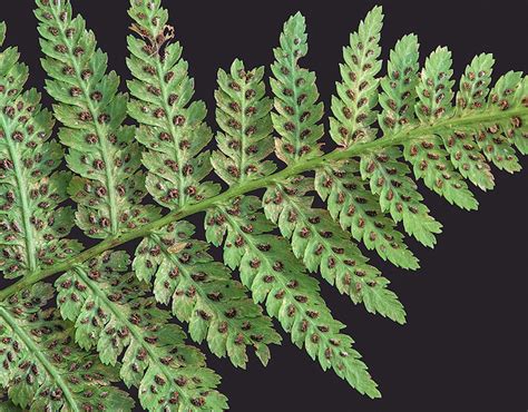 Curious Kids Why Are Fern Leaves Shaped The Way They Are And Are All