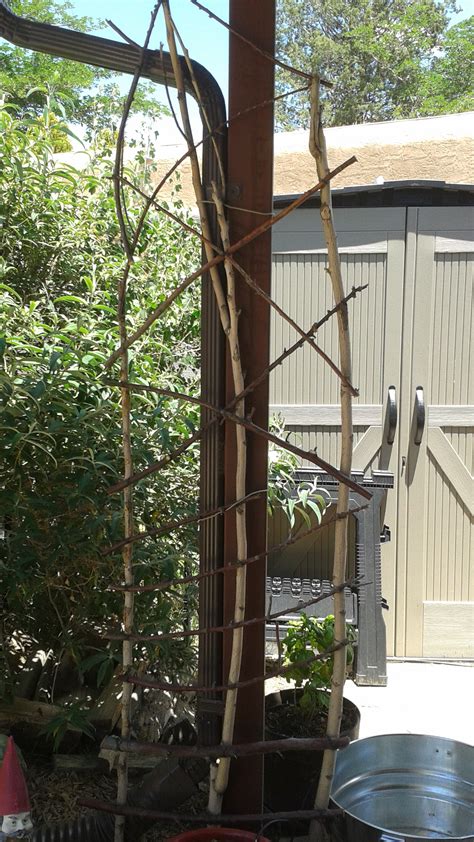 How I Made A Rustic Trellis Using Sticks From The Yard And Wire