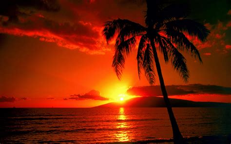 Beautiful Beach Palm Sunset