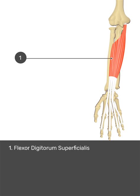Flexor Digitorum Superficialis Muscle Getbodysmart