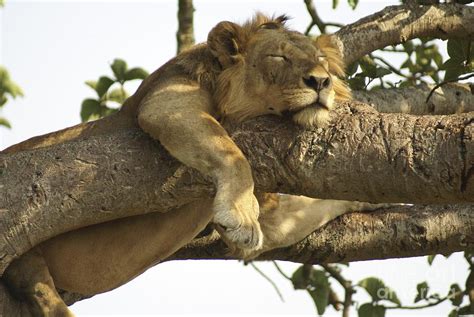 Lion Sleeps On A Tree Photograph By Photostock Israel Fine Art America