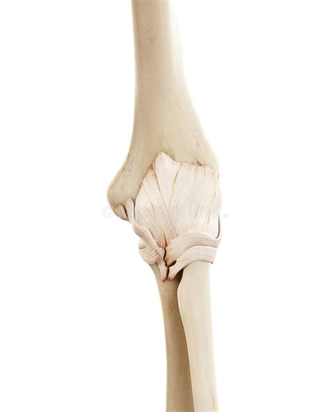 The Human Skeletal Elbow Stock Illustration Illustration Of Ligament