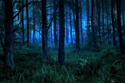 Dark And Misty Forest At Night Hd Wallpaper Download
