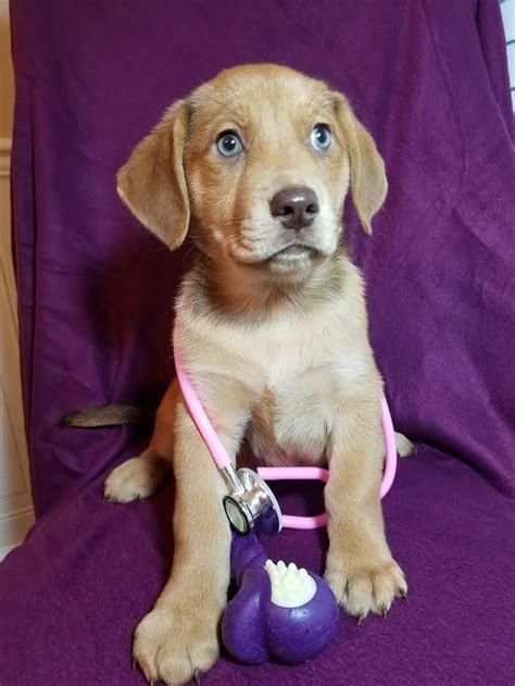 120 s vine st, waconia, mn 55387 (612) we love our customers in waconia near cologne, benton, augusta, hydes lake, waconia. Fur-Ever Paws Dog Rescue Coupons near me in Newark | 8coupons