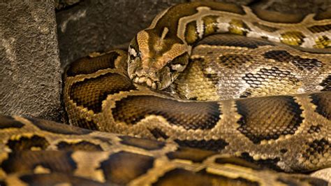 More Than 100 Snakes Found In San Antonio Home