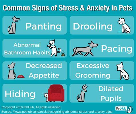 Signs Of Stress In A Dog Gegu Pet