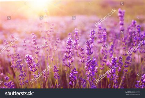 Sunset Over A Violet Lavender Field In Provence France
