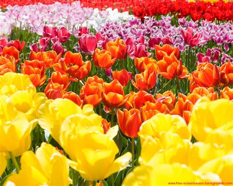 Flower Free Screensavers And Wallpaper Spring Flowers Wallpapers Hd