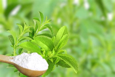 Mengenal Daun Stevia Pemanis Alami Pengganti Gula Alodokter