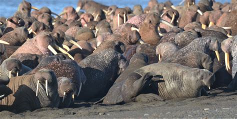 Pacific Walruses Hauled Out On Beach Chukchi Sea Alaska Us