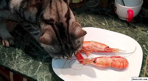 Bolehkah Kucing Makan Udang Ini Jawabannya Faunafella