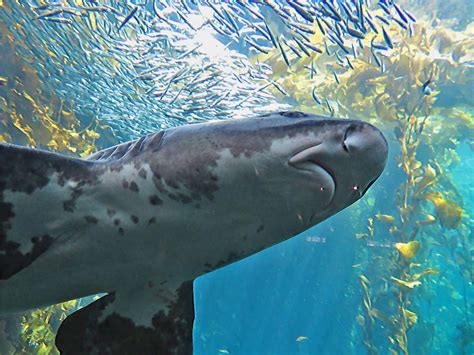 Leopard Shark Regenaxe