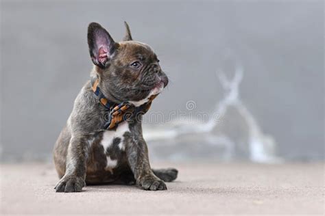 Chocolate Brindle Colored French Bulldog Dog Puppy At 7 Weeks Wearing A