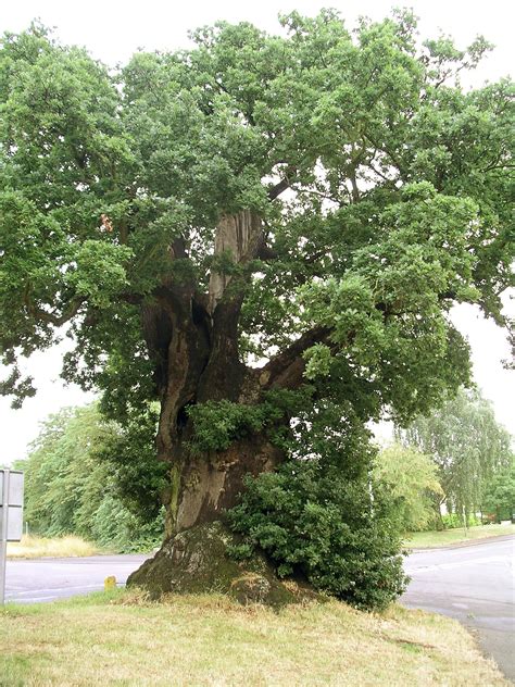 Filebaginton Oak Tree July06 Wikipedia The Free Encyclopedia