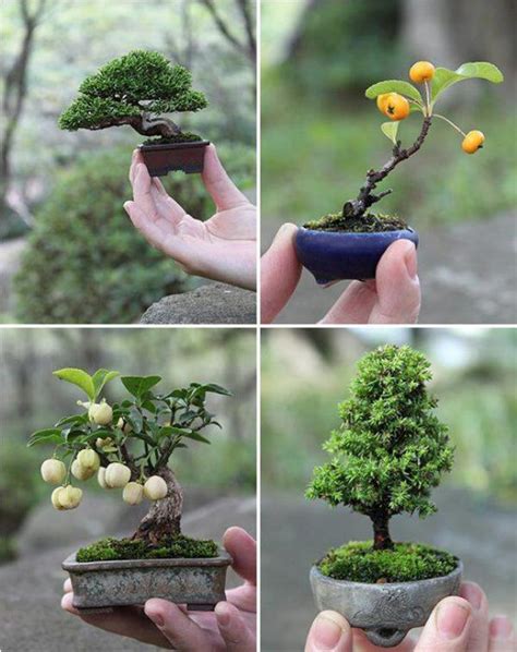 Artistic Use Of Gardening Techniques Bonsai Miniature Tree Home