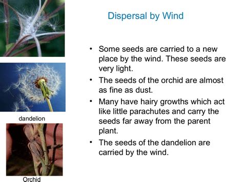 Seed Dispersal