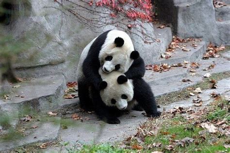Funny And Cute Pandas 39 Pics