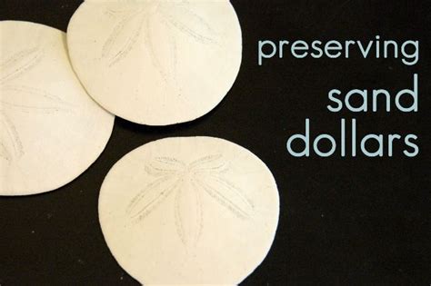 How To Preserve Sand Dollars Sand Dollar Craft Sand Dollar Art Sand